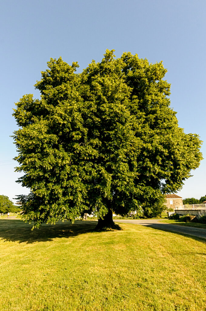 Archingeay - Le tilleul du hameau "Chez Joulin"