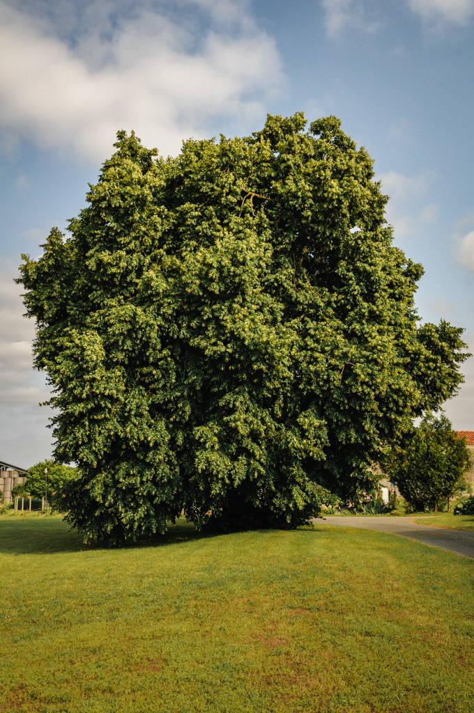 Sauvons nos arbres